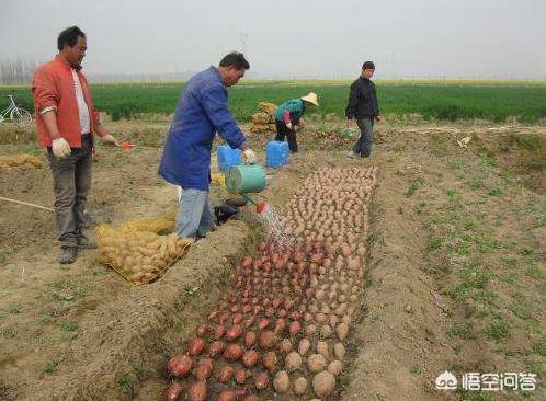 湖北地瓜长什么样，红薯在什么时候育苗最合适