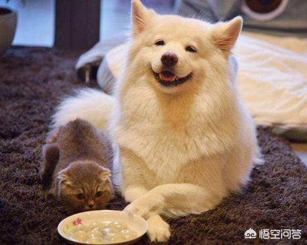 玛氏宠物营养元素:猫需要额外补充微量元素吗？