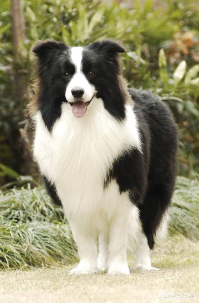 苏格兰牧羊犬吃什么食物较好:牧羊犬骨质疏松吃什么好？