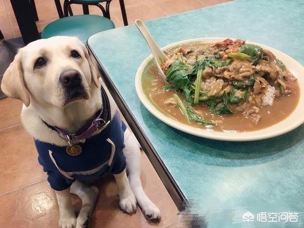 训狗有方之狗狗护食:主人该如何纠正狗狗的讨食行为？