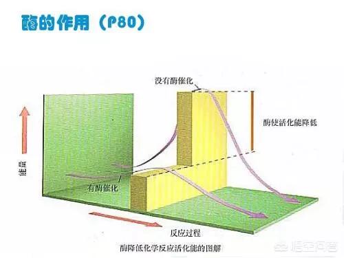 萤火虫为什么会发光:萤火虫为什么可以发光？是不是有荧光剂？