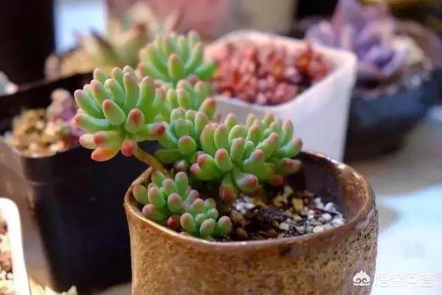 啪啪啪大全,购买多肉植物有哪些窍门？