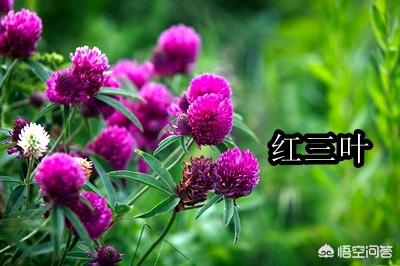 养羊种植什么牧草好:回河南老家搞养羊，种植燕麦做饲草怎么样？应该怎么做？