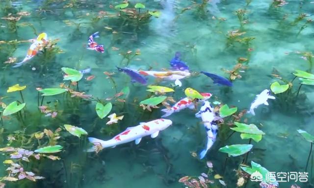 锦鲤鱼图片:锦鲤鱼图片卡通 锦鲤无精打采，趴缸，不知原因？