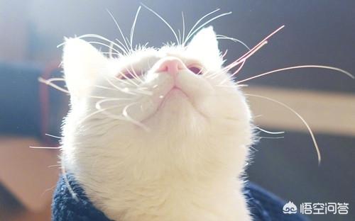 猫咪尿频:临清狮猫尿频尿急会自己好吗？