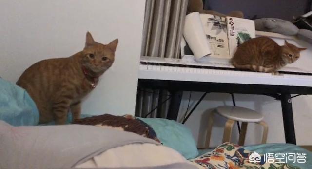 给英短吃的猫饭:经常给猫咪吃零食，有必要吗？怎样养猫比较好？