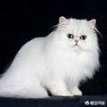 超萌猫咪动态图片:铲屎官如何给喵星人拍大片呢？