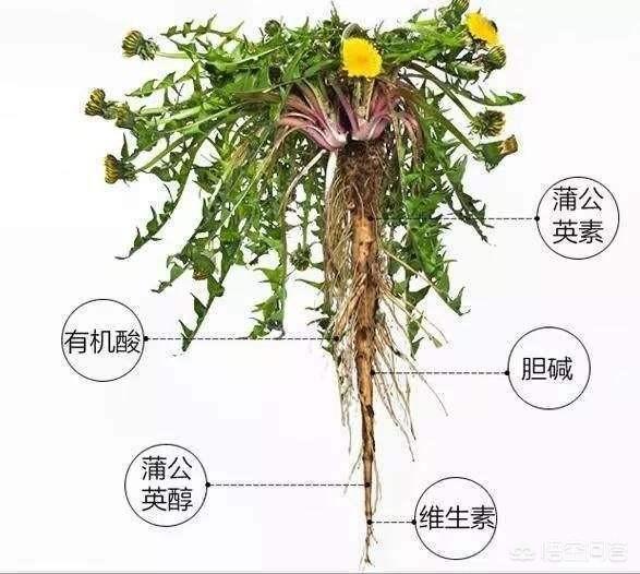 阳春三月,适合做菜的都有哪些野菜？