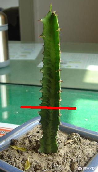 巴西龙骨怎么修剪:龙骨该如何剪枝，该怎样栽培？
