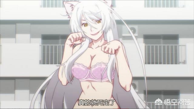 柴犬奇迹物语 bd:关于狗狗的电影大全，动画片不算？