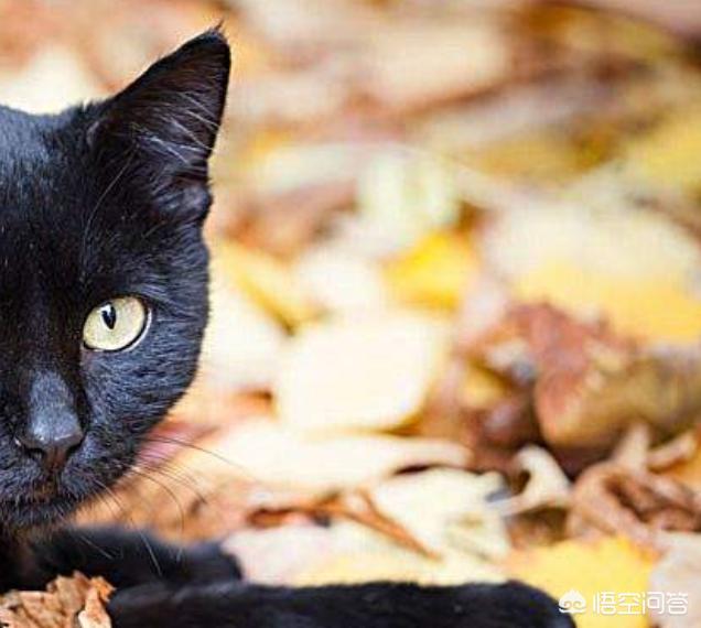 养猫指南:在不同的季节里要如何来养猫？