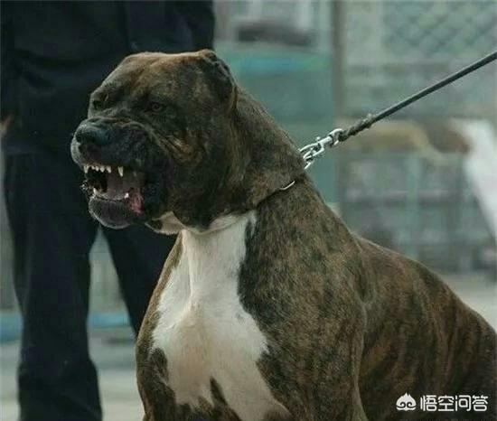 藏獒没吃饱咬主人论文范文:狗在咬伤自己主人的时候，会不会有愧疚感？为什么？