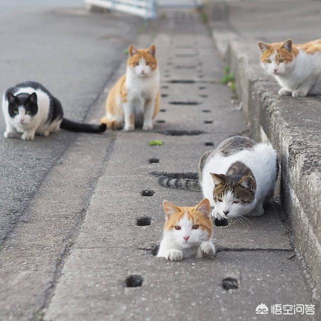 收养流浪猫:家里有“原住民”，可以再收养流浪猫吗？