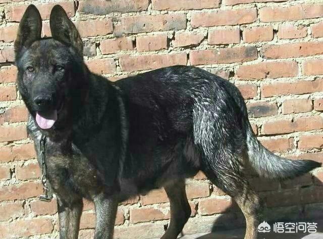昆明狼犬凶猛吗:哪种狼犬可以称得上是国本土狼犬的象征？为什么？ 法国狼犬凶猛吗