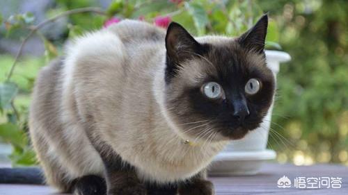 猫咪尿频不喝水:猫咪喝水不多却尿很多次怎么回事？