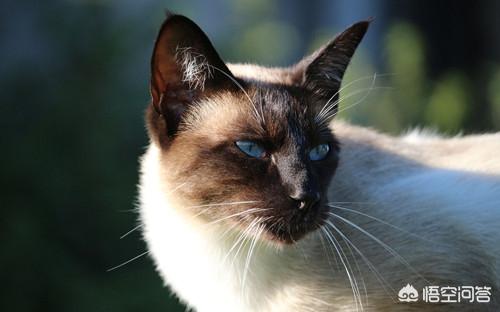 猫咪尿频不喝水:猫咪喝水不多却尿很多次怎么回事？