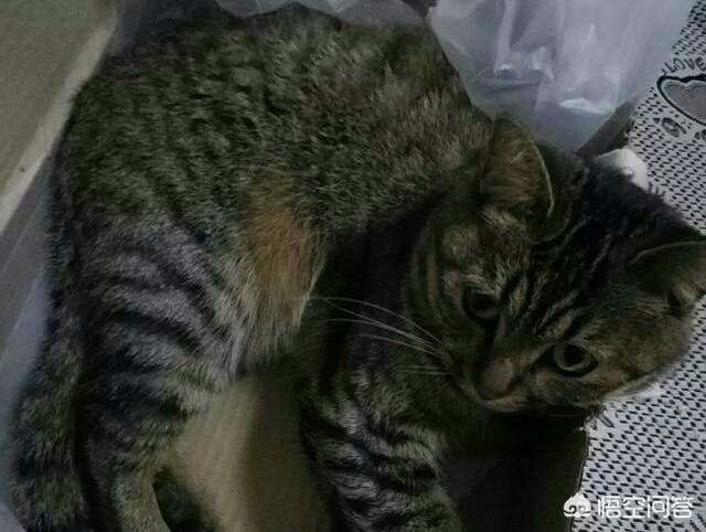 狸花猫图片高清:狸花猫会不会保护自己的主人？为什么？