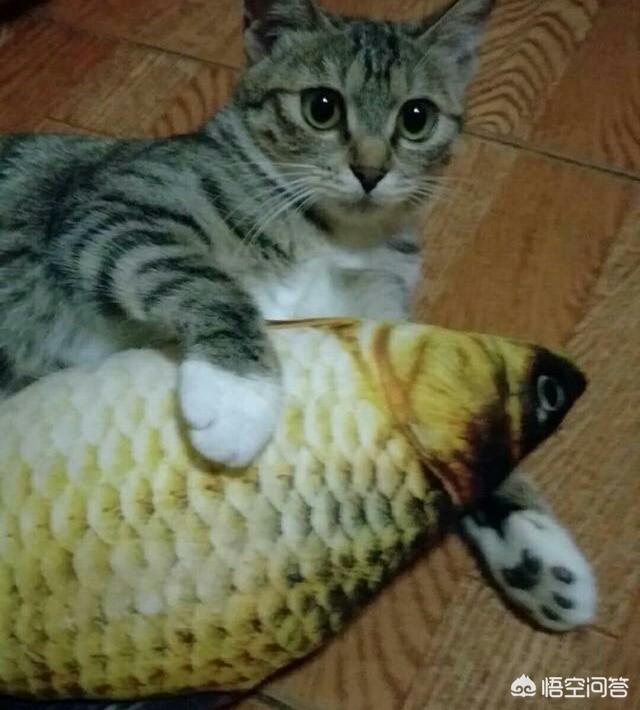 狸花猫图片高清:狸花猫会不会保护自己的主人？为什么？