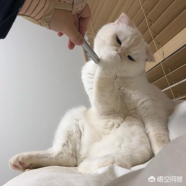 铲屎官应如何给猫咪剪指甲，宠物店如何给猫剪指甲？我家猫很不老实。会抓人？