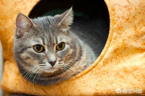 猫零食:家猫除了平时吃猫粮还可以喂猫咪零食吗？