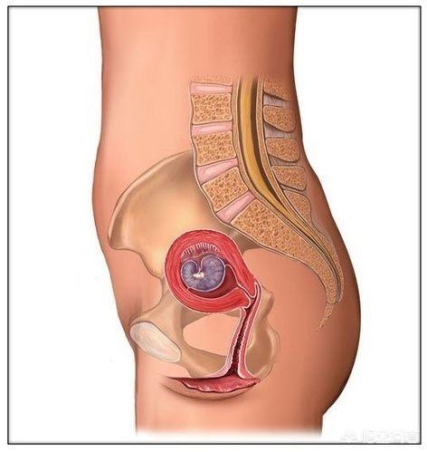 女生发育过程图:胎儿发育的40周里，是如何从芝麻大小长成小宝宝的？