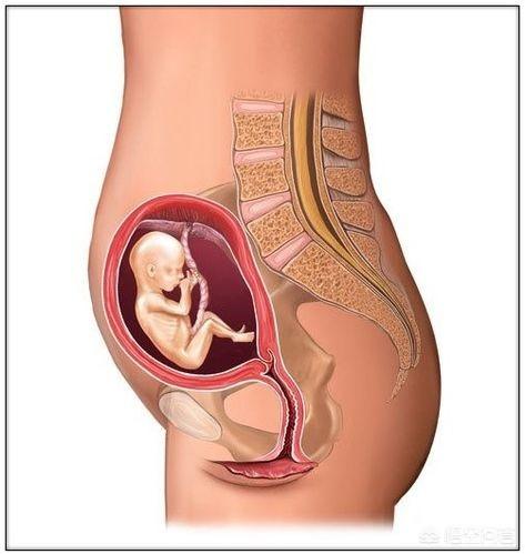 女生发育过程图:胎儿发育的40周里，是如何从芝麻大小长成小宝宝的？