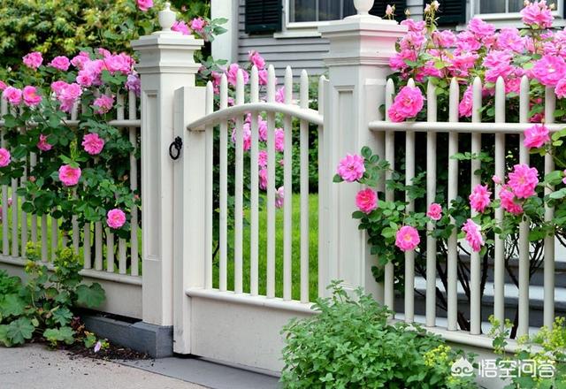 怎么做院子围墙又便宜又好看？插图40