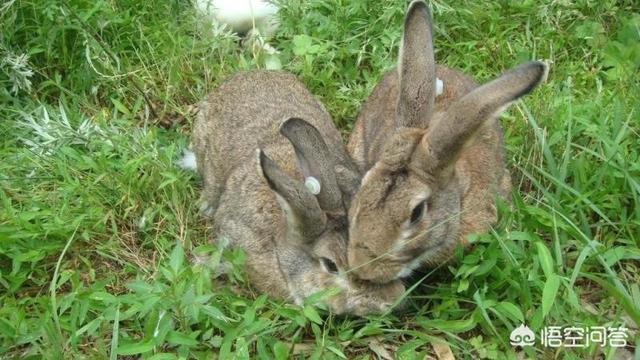 夜间细犬撵兔视频:夜间格力犬撵兔视频 农村菜地里野兔子太多了，糟蹋蔬菜，有什么办法解决这个问题啊？