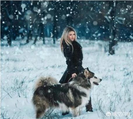 介助犬的遗言高清:二战苏军是否真的使用了“地雷犬”这种武器？可有战例？