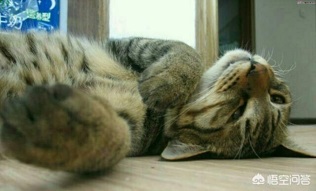 狸花猫灵异事件:狸花猫会背叛自己的主人吗？为什么？