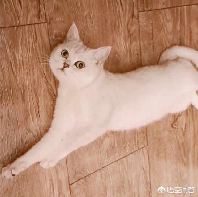 养猫还是养狗:您认为养狗好还是养猫好？