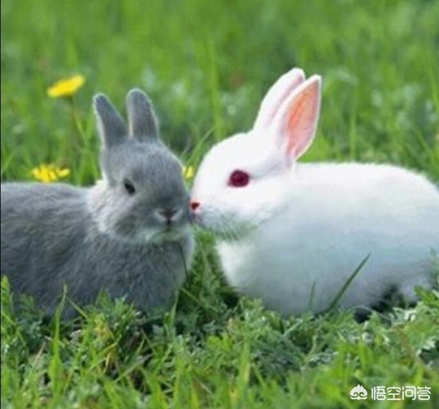 兔子品种介绍及图片:在农村投资养兔，有什么好的品种？