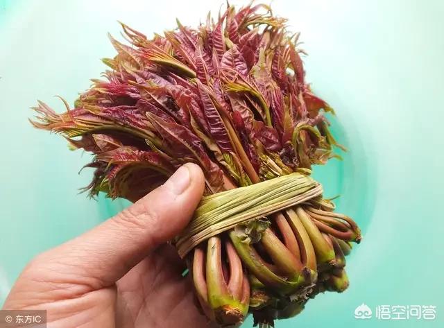 哪些野菜在城里受欢迎并且能让农民种植创收？