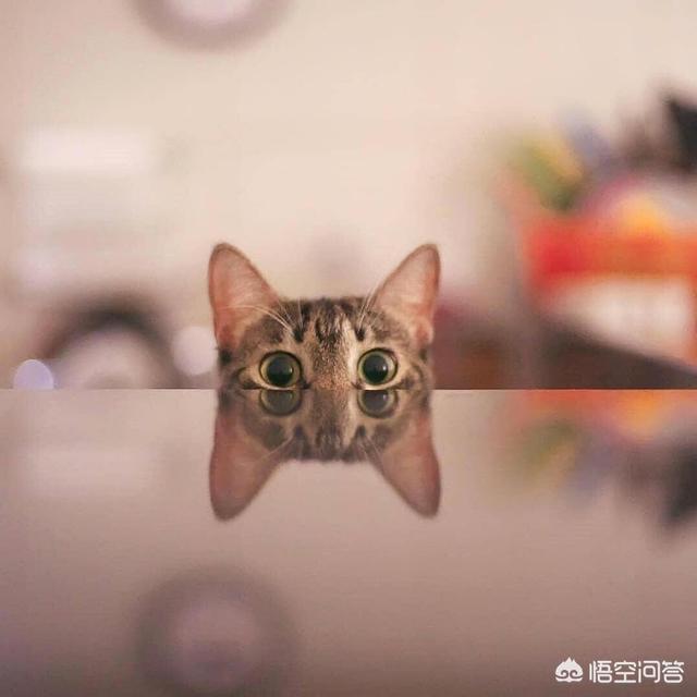 贪睡母女猫:你在养猫时最受不了的地方是什么？