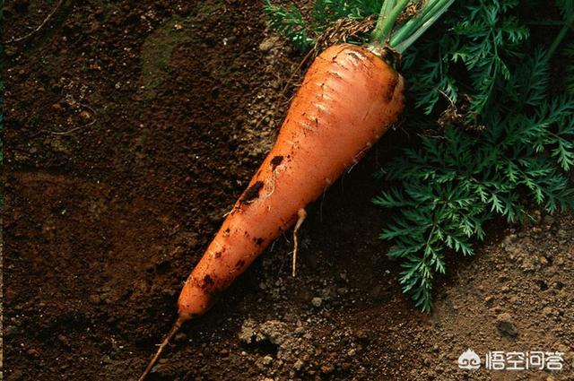 胡萝卜怎么做最好吃，胡萝卜有哪些营养怎么做最好吃