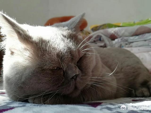 石家庄宠物猫交易网站:大家买猫都是通过哪些途径？