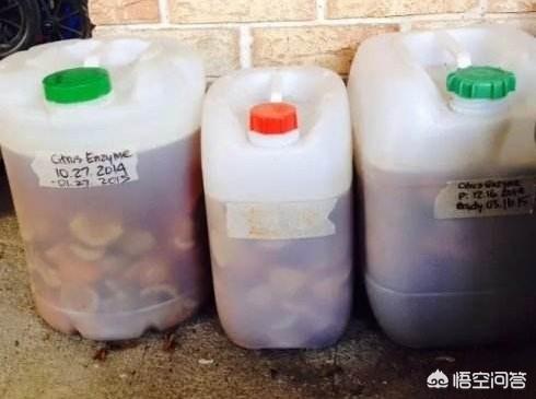 一叶兰能用淘米水浇吗:一叶兰浇没发酵的淘米水可以吗 仙人掌嫁接蟹爪兰能浇淘米水吗？
