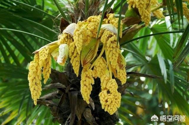 棕榈树的花能吃吗，农村山上常见的像鱼卵的棕树花能吃吗怎么做才好吃
