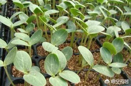瓜叶菊的种子如何播:大棚种植西葫芦如何育苗，并高效栽培？