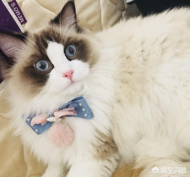 布偶猫园:现在养布偶猫的人多吗,好养吗？