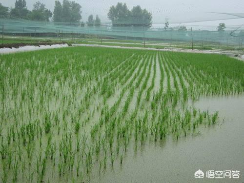 日本玛鲁哈水产公司:2020年养殖行业还能行吗？