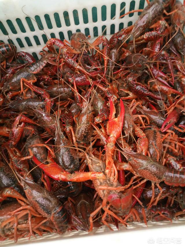 海虾养殖温度:用海鲜缸养殖虾爬子的盐度是多少？温度是多少？