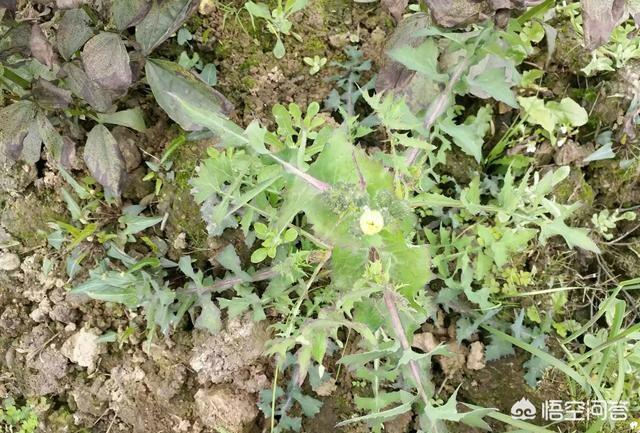 在农村我们叫它“灯笼花儿”用来喂猪,现在有人把它当野菜,真的能吃吗？