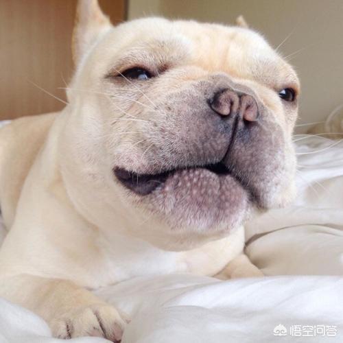 北京宠物狗贝生吉犬的性格特点:养狗会暴露主人的性格吗？不同的狗代表着狗主人的哪些性格？