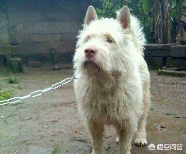 中国藏獒之父的悲哀:林园、但斌两位民间股神，谁更厉害？