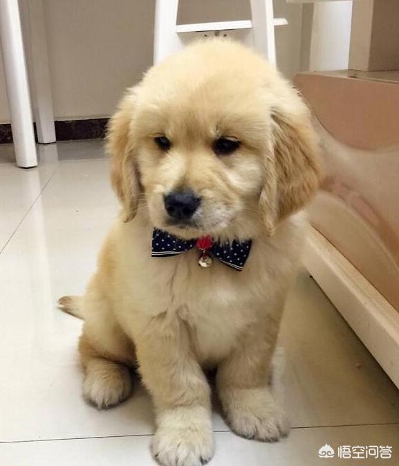 罗威纳幼犬到家:刚到家的小狗为什么放笼子养会更好？