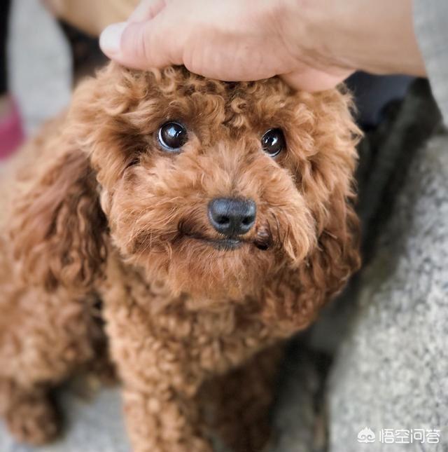柳州宠物网想买狗笼子:狗笼子对狗狗有什么用处？