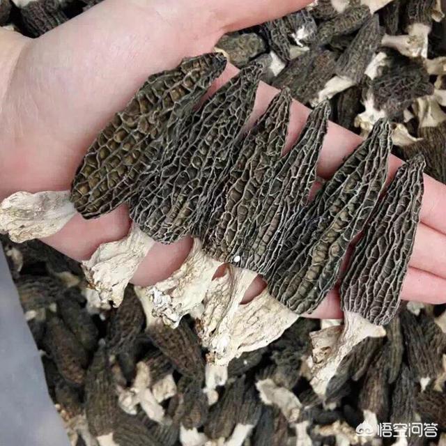 羊肚菌的种植未来在何方？价格一再下跌是否还能持续财富神话？