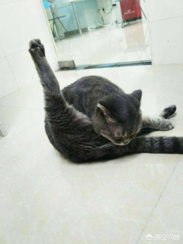 皇家公猫绝育猫粮:猫咪不做绝育吃绝育猫粮行不行？