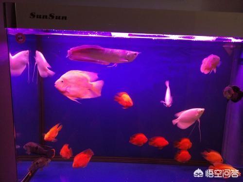 养鱼技巧:在家里养鱼需要注意些什么？